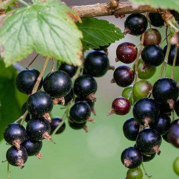 Blackcurrant Organic Andega - Ribes nigrum