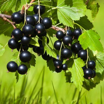 Blackcurrant Merveille De Gironde - Ribes nigrum