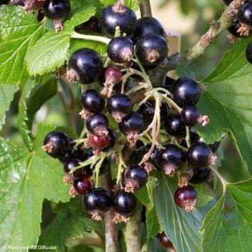 Blackcurrant Noir de Bourgogne - Ribes nigrum