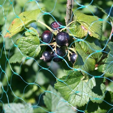 Blackcurrant Bush - Ribes nigrum