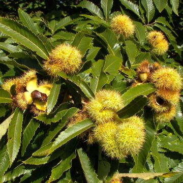 Common Chestnut - Castanea sativa