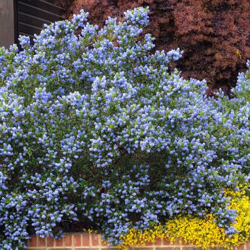 Ceanothus Skylark