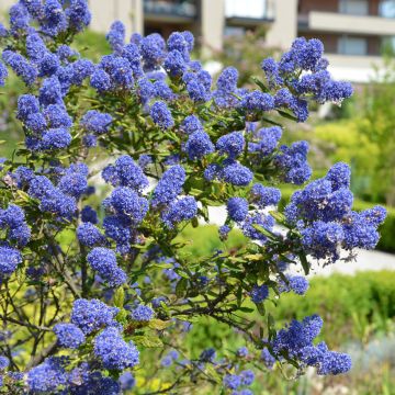 Ceanothus  arboreus Concha