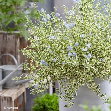 Ceanothus impressus Cool Blue (‘Huico02’)