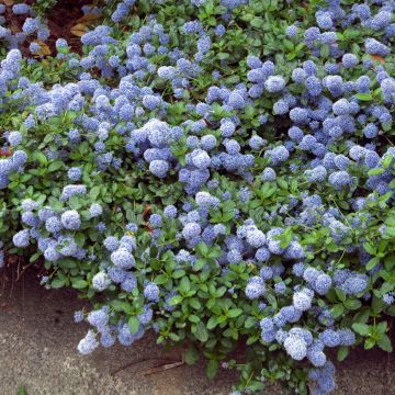 Ceanothus thyrsiflorus repens - Californian Lilac