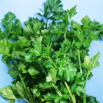 Leaf Celery - Vilmorin Seeds