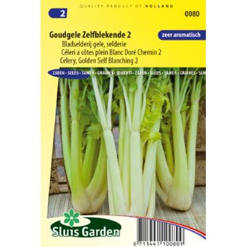 Golden White Ribs 2 Celery - Apium graveolens