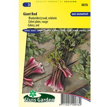 Full Giant Red Celery - Apium graveolens