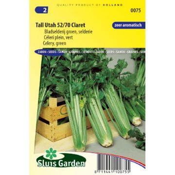 Tall Utah 52/70 Claret Celery - Apium graveolens