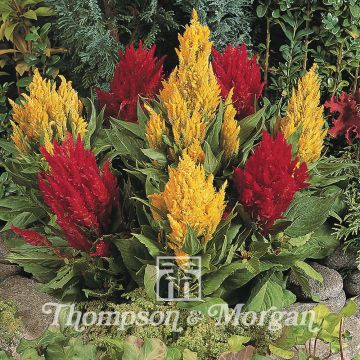 Celosia Fresh Look Red & Yellow - Silver cock's comb