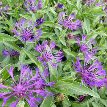 Centaurea montana Violetta