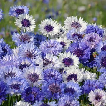 Graines de Centaurée Classic Fantastic - Bleuet en mélange