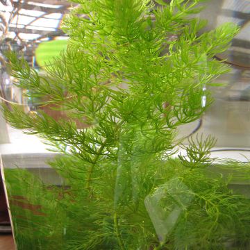 Ceratophyllum demersum - Submerged Hornwort