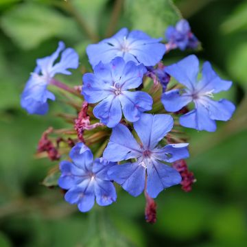 Ceratostigma willmottianum FOREST BLUE