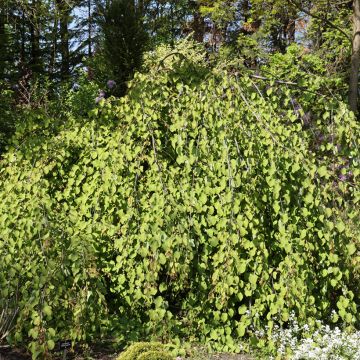 Cercidiphyllum japonicum f. pendulum Amazing Grace - Katsura tree