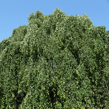 Cercidiphyllum japonicum Morioka Weeping - Katsura tree