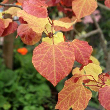 Cercis canadensis Eternal Flame - Gainier du Canada 