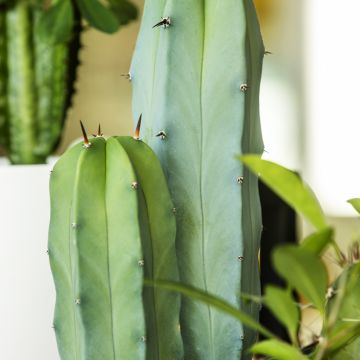 Cereus peruvianus - Peruvian candle cactus
