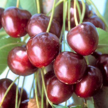 Prunus cerasus Bigarreau Early van Compact - Tart Cherry Tree