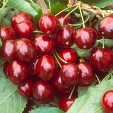 Prunus cerasus Bigarreau Hedelfingen - Tart Cherry Tree