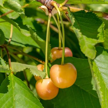 Prunus avium Bigarreau Jaune de Missens - Cherry Tree