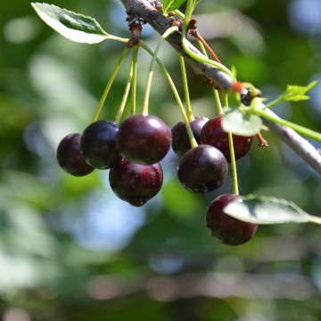 Prunus avium Bigarreau Noir - Cherry Tree