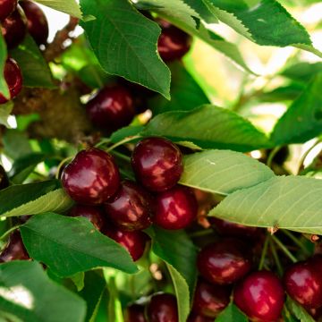 Prunus avium Noir de Meched - Organic Cherry Tree