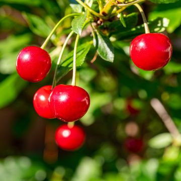 Prunus cerasus Maynard - Tart Cherry