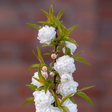 Prunus glandulosa Alba Plena - Dwarf flowering Almond