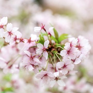 Prunus nipponica var. kurilensis Brillant - Kuril Cherry