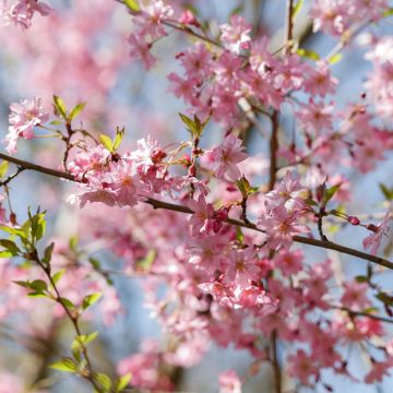 Prunus subhirtella Fukubana - Winter-flowering Cherry