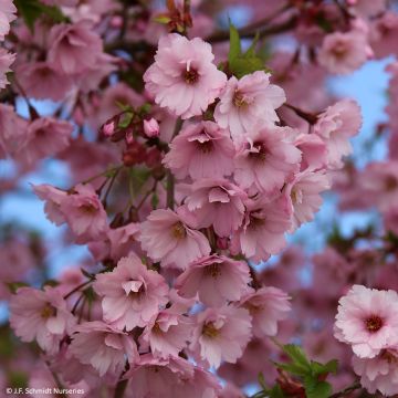 Prunus First Blush - Ornemental Cherry Tree