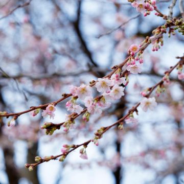 Prunus Autumnalis Rosea - Cherry