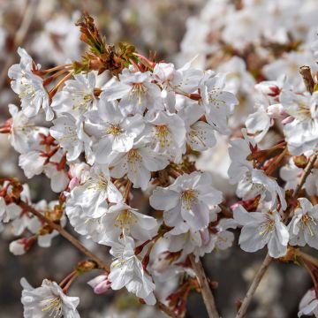 Prunus incisa Mikinori - Cherry