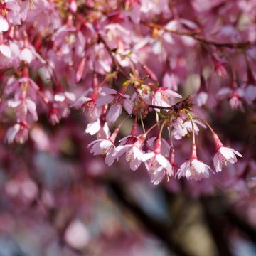 Prunus incisa Paean - Cherry