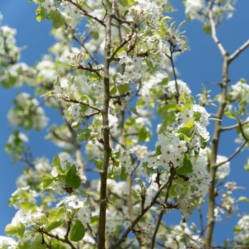 Prunus serrulata Sunset Boulevard - Japanese Cherry