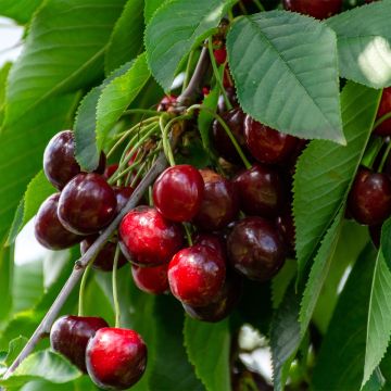 Prunus cerasus Marmotte - Organic Tart Cherry