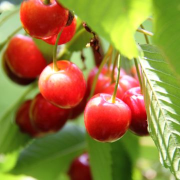 Prunus cerasus Griotte de Montmorency pleureur - Tart Cherry Tree