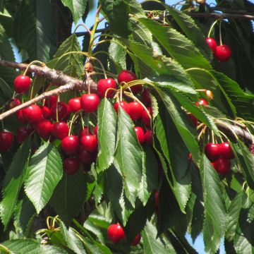 Prunus cerasus Semperflorens - Morello Cherry Tree