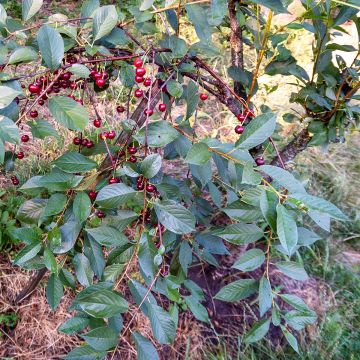 Prunus avium Piemont - Wild Cherry