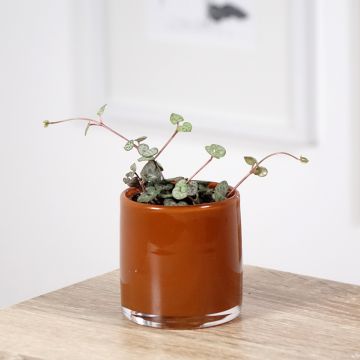 Ceropegia woodii  - Plante chaîne de cœur
