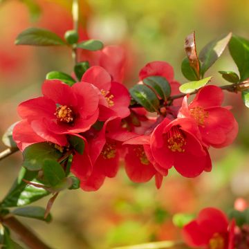 Chaenomeles japonica - Flowering Quince