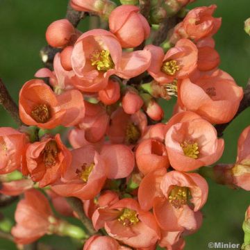 Chaenomeles speciosa Friesdorfer - Flowering Quince