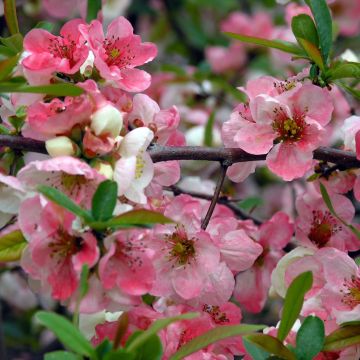 Chaenomeles speciosa Toyo-Nishiki - Flowering Quince