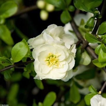 Chaenomeles speciosa Yukigoten - Flowering Quince