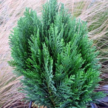 Chamaecyparis lawsoniana Minima Glauca - Lawson Cypress