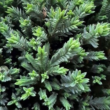 Chamaecyparis lawsoniana Rimpelaar - Lawson Cypress