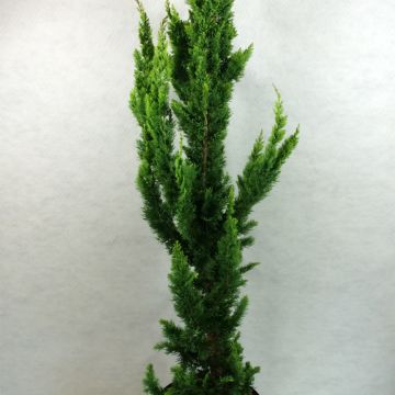 Chamaecyparis lawsoniana Yellow Spire - Lawson Cypress