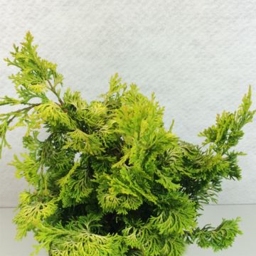 Chamaecyparis obtusa Aurea - Hinoki Cypress