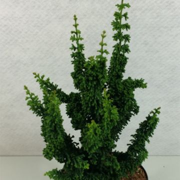 Chamaecyparis obtusa Chirimen - Hinoki Cypress
